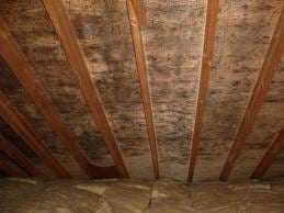 Mold growth on attic roof sheathing from inadequate ventilation and condensation