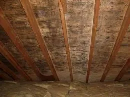 Mold growth on attic roof sheathing from inadequate ventilation and condensation