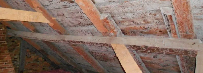 Black mold growth spreading across drywall in a Connecticut home, illustrating mold versus surface mildew