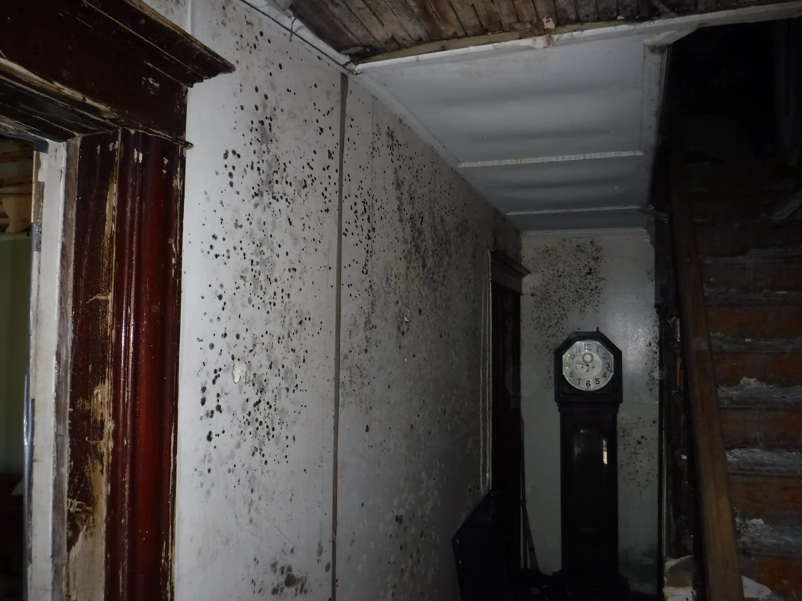 Black mold spotting across the plaster walls of a historic home hallway