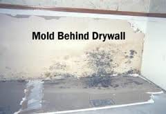 Mold growth discovered on the back side of drywall after removal during remediation