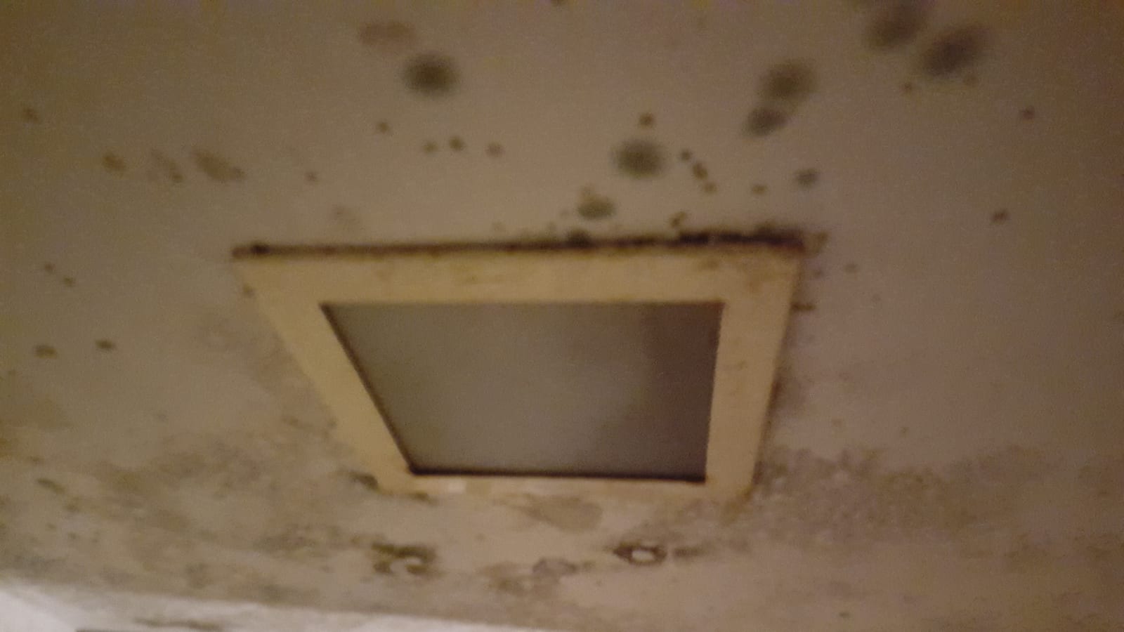 Mold growing on ceiling drywall from a hidden roof or plumbing leak above