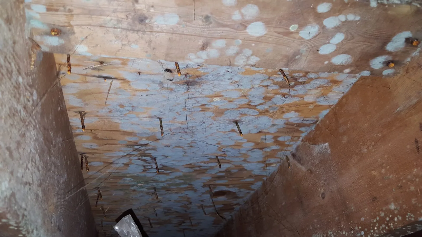 Mold growth on wood framing inside a wall cavity exposed during remediation